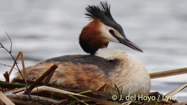 Great Crested Grebe - ML201465631