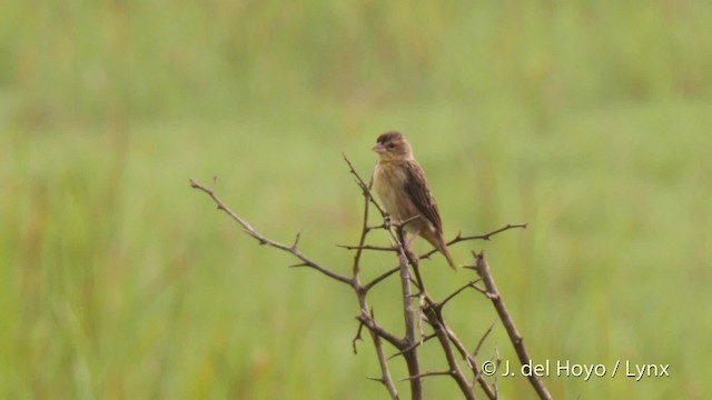Yellow-mantled Widowbird (Yellow-mantled) - ML201465761
