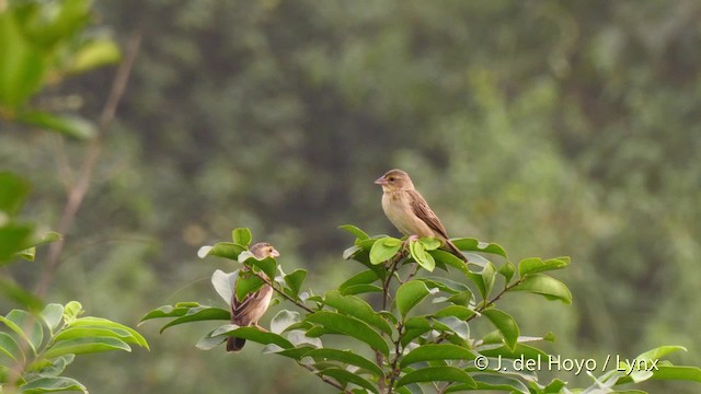 Yellow-mantled Widowbird (Yellow-mantled) - ML201465771