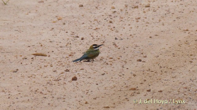 White-throated Bee-eater - ML201465981