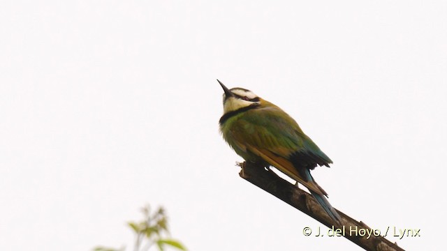 White-throated Bee-eater - ML201465991