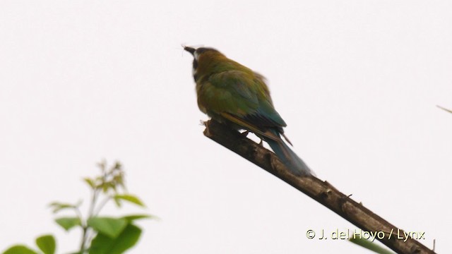 White-throated Bee-eater - ML201466001