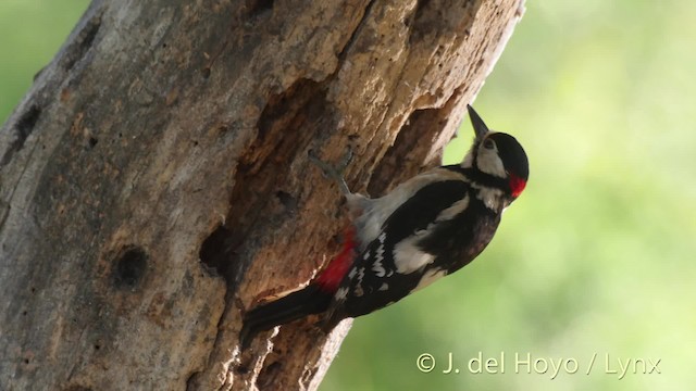 Great Spotted Woodpecker (Great Spotted) - ML201466521