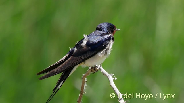 Barn Swallow (White-bellied) - ML201466541