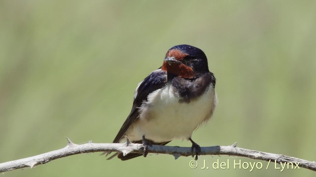 Barn Swallow (White-bellied) - ML201466551
