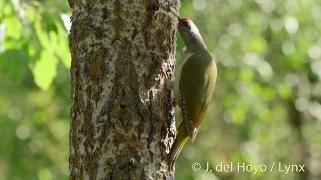 Gray-headed Woodpecker - ML201466601