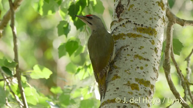 Gray-headed Woodpecker - ML201466611