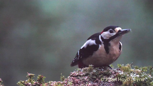 Great Spotted Woodpecker (Great Spotted) - ML201467181
