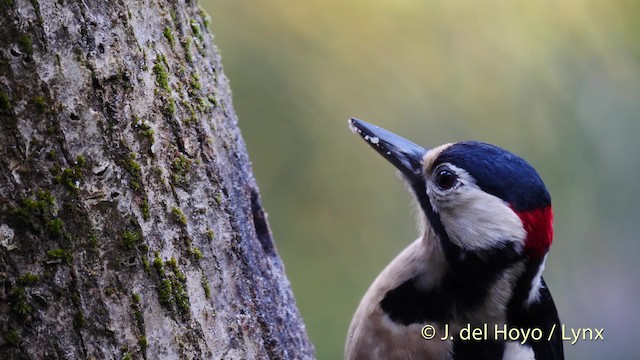 Great Spotted Woodpecker (Great Spotted) - ML201467201