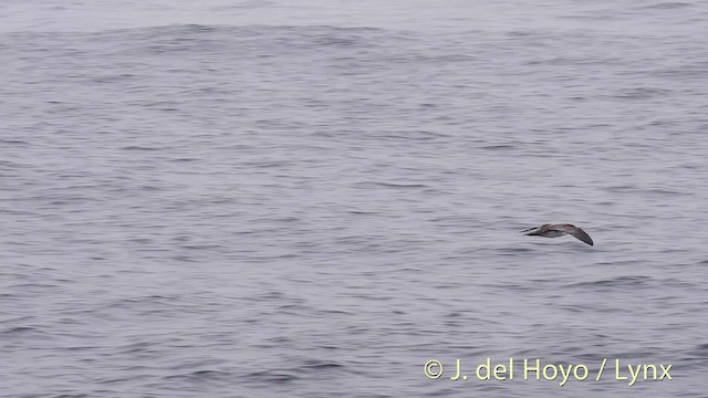 Pink-footed Shearwater - ML201467391