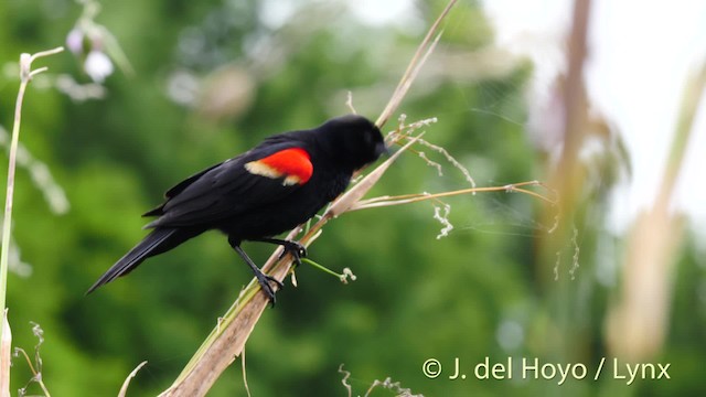 Red-winged Blackbird (Red-winged) - ML201467471