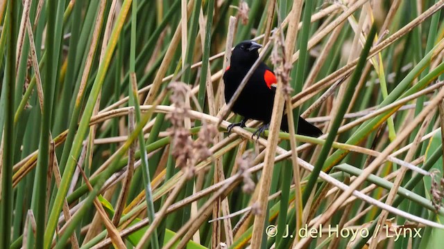 Red-winged Blackbird (Red-winged) - ML201467481