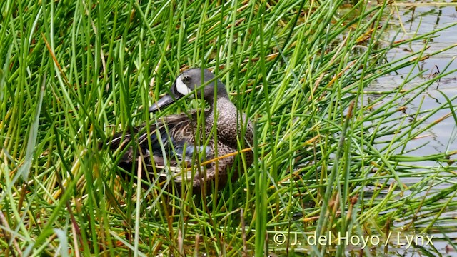 Blue-winged Teal - ML201467601