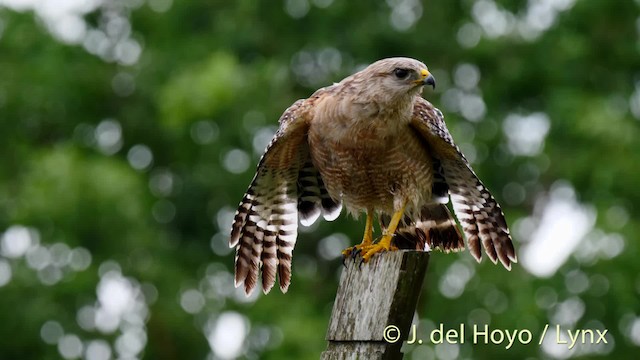Red-shouldered Hawk (extimus) - ML201467711