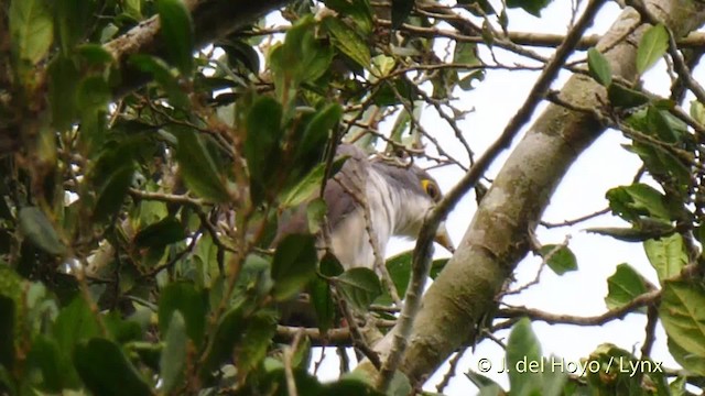 Thick-billed Cuckoo (African) - ML201468301