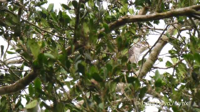 Thick-billed Cuckoo (African) - ML201468311