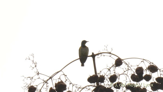 Green Sunbird (Yellow-throated) - ML201468371