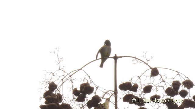 Green Sunbird (Yellow-throated) - ML201468381