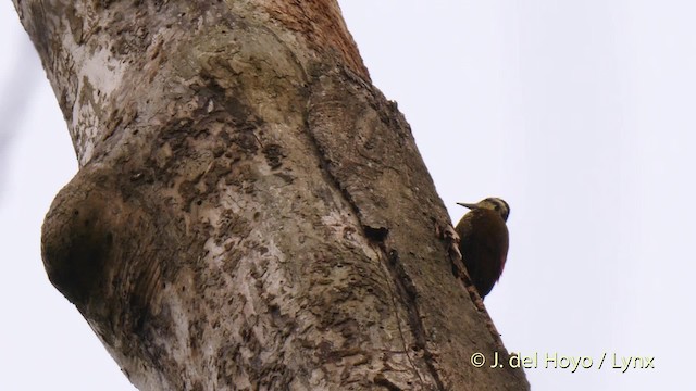 Fire-bellied Woodpecker - ML201468431