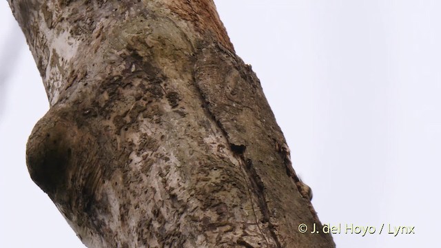 Fire-bellied Woodpecker - ML201468441