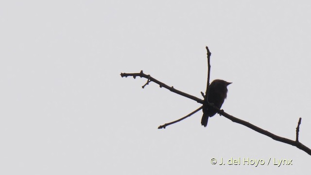 Glatzenbartvogel (calvus/congicus) - ML201468461