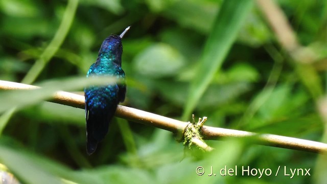 Blue-headed Hummingbird - ML201468581