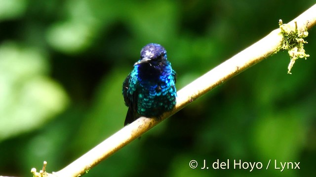 Blue-headed Hummingbird - ML201468591