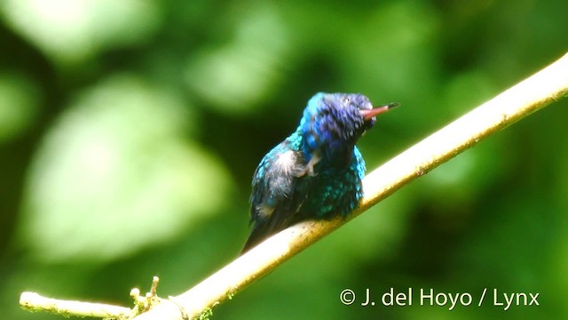 Blue-headed Hummingbird - ML201468601