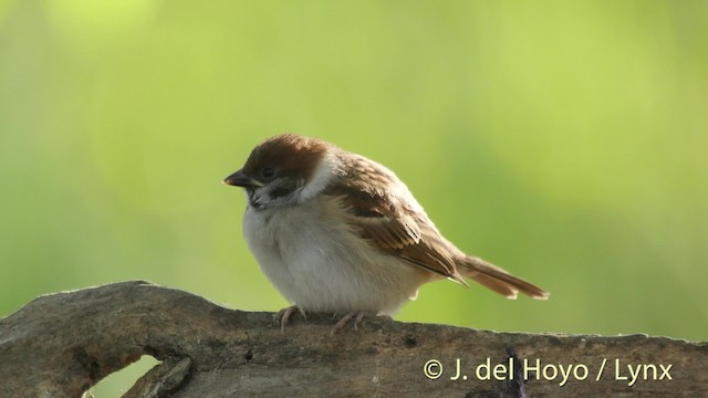 Eurasian Tree Sparrow - ML201468681