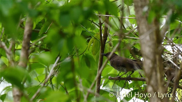 Scaly-breasted Thrasher - ML201468721