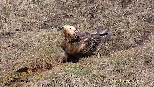 Bearded Vulture (Eurasian) - ML201469181