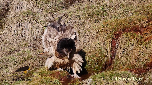 Bearded Vulture (Eurasian) - ML201469191