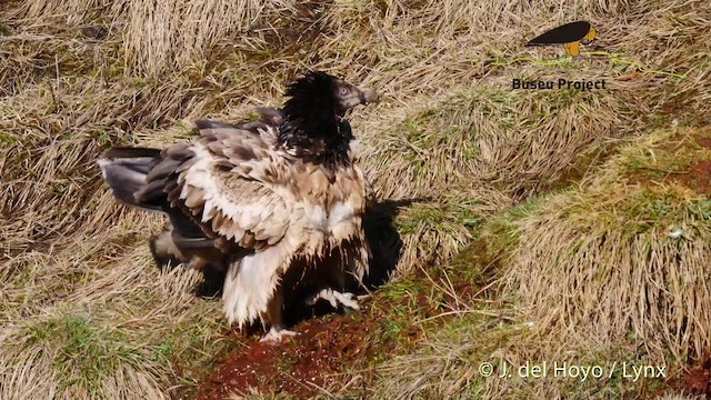Bearded Vulture (Eurasian) - ML201469211