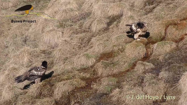Bearded Vulture (Eurasian) - ML201469221
