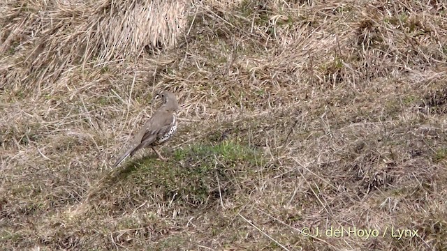 Mistle Thrush - ML201469521