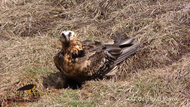 Bearded Vulture (Eurasian) - ML201469551