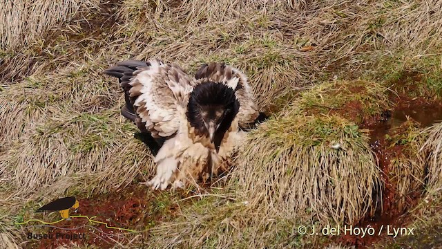 Bearded Vulture (Eurasian) - ML201469561