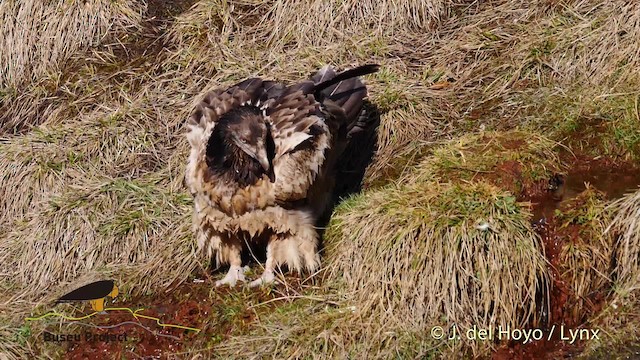 Bearded Vulture (Eurasian) - ML201469571