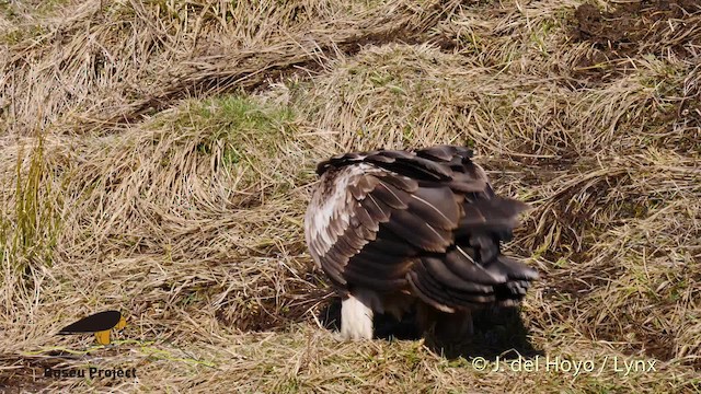 Bearded Vulture (Eurasian) - ML201469581