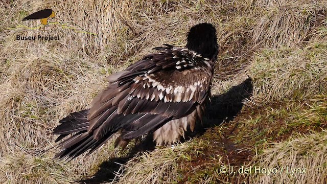 Bearded Vulture (Eurasian) - ML201469611