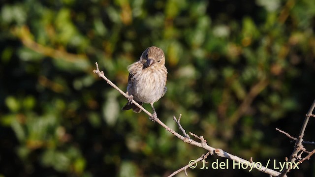 House Finch (Common) - ML201469741