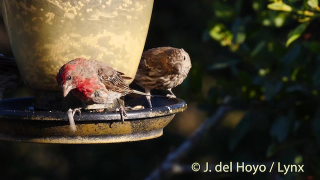 House Finch (Common) - ML201469751