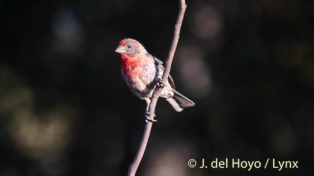 House Finch (Common) - ML201469791
