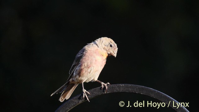 House Finch (Common) - ML201469801