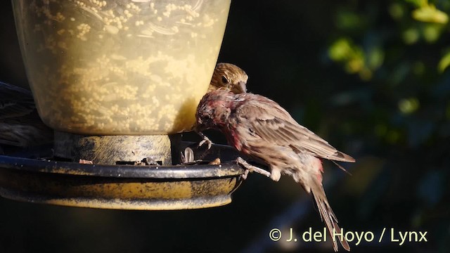 House Finch (Common) - ML201469811