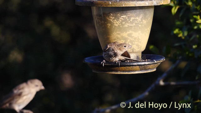 House Finch (Common) - ML201469821