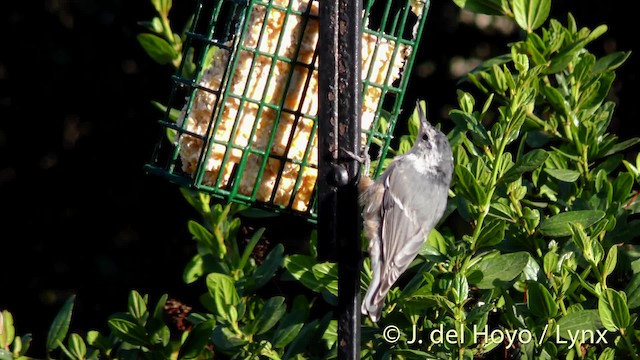 White-breasted Nuthatch (Pacific) - ML201469971