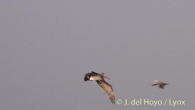 pelikán hnědý (ssp. californicus) - ML201470051