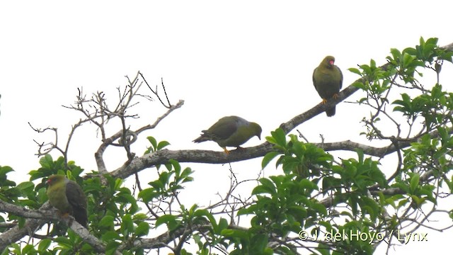 African Green-Pigeon (African) - ML201470091