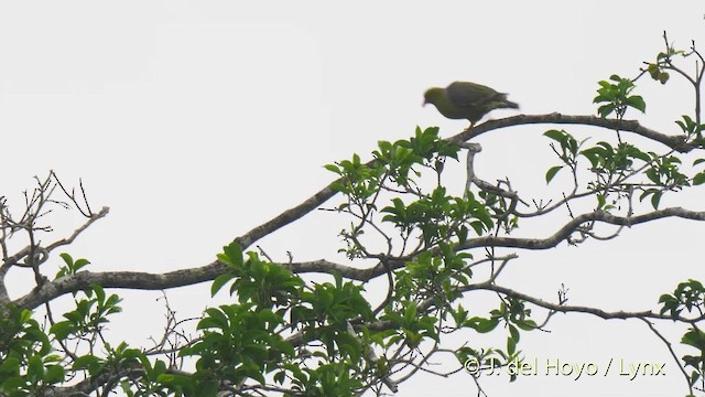 African Green-Pigeon (African) - ML201470101